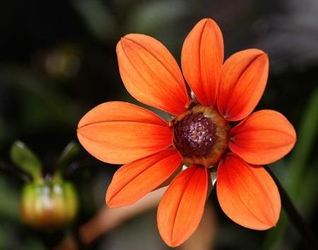 عکسهای گلهای زیبای جهان