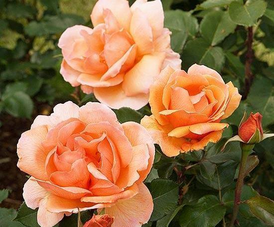دانلود عکس گلهای زیبا با کیفیت بالا