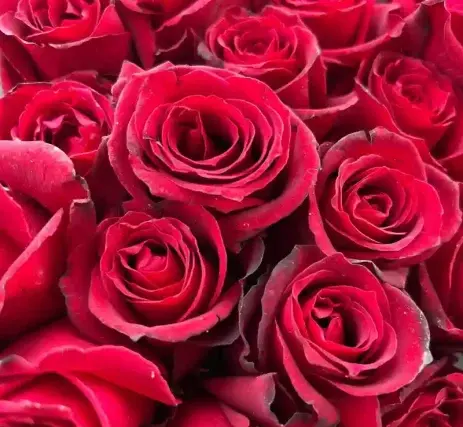 دانلود عکس گلهای زیبا با کیفیت بالا