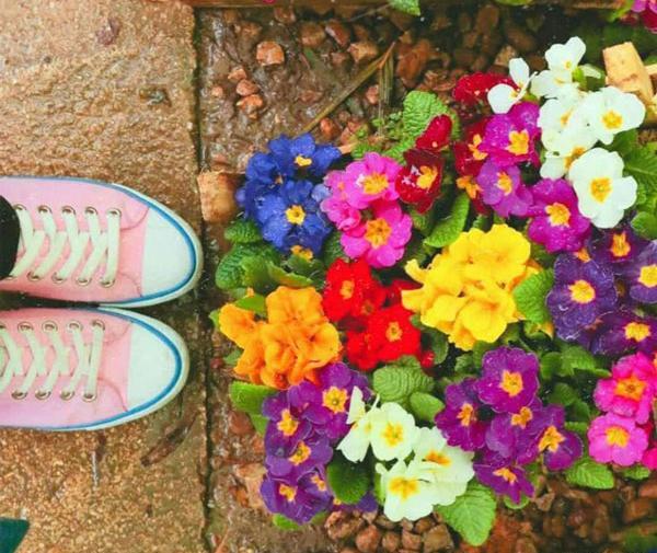 عکس های گل های زیبای جدید