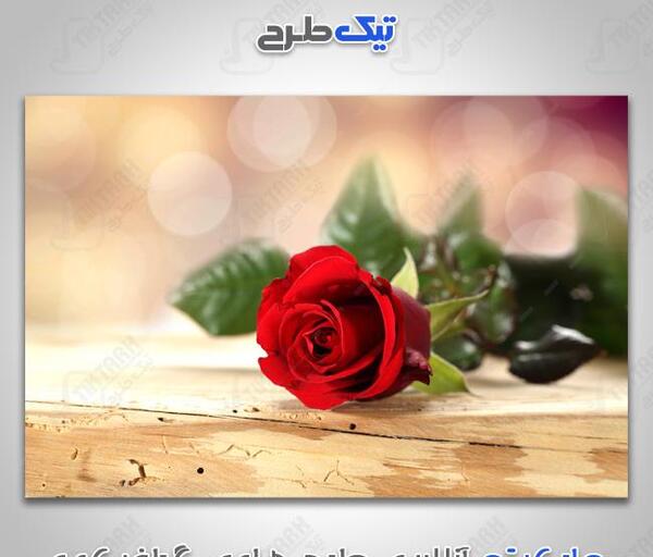 دانلود عکس گل های زیبای رز