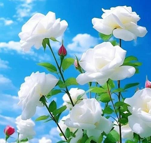 عکس های گل ها عکس گل های زیبا