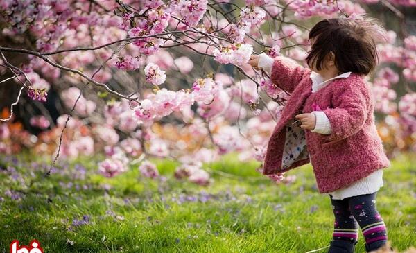 عکس های زیباترین گل ها