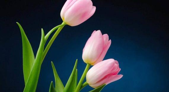 عکس های زیبا از گل ها