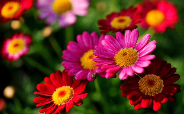عکس های زیبا از گل ها