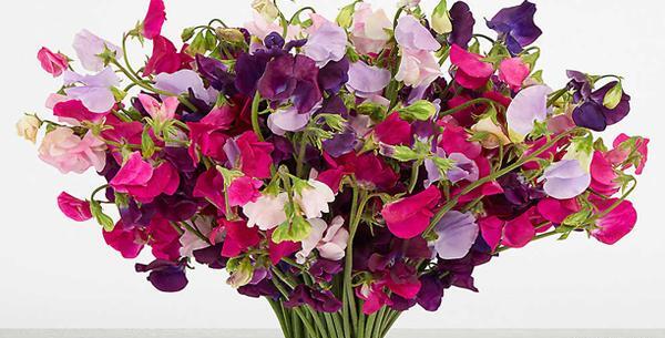 عکس هایی از گل های زیبای دنیا