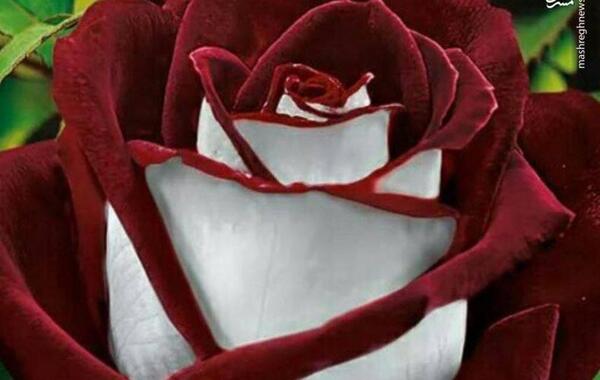 عکس هایی از گل های زیبای دنیا