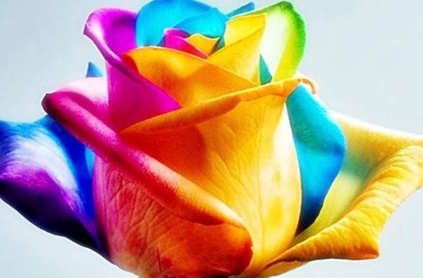 عکس گل های خوشگل و زیبا