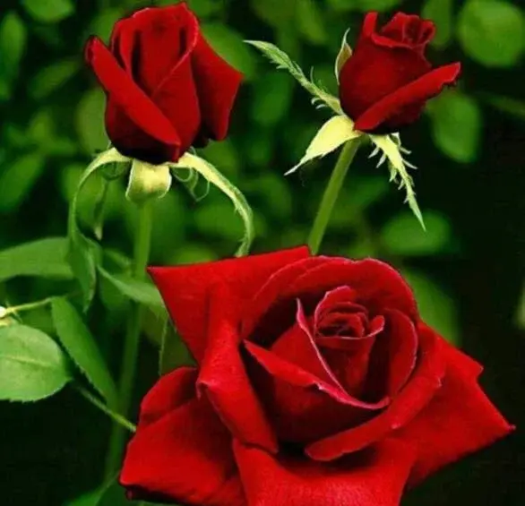 عکس گل های رز خوشگل و زیبا