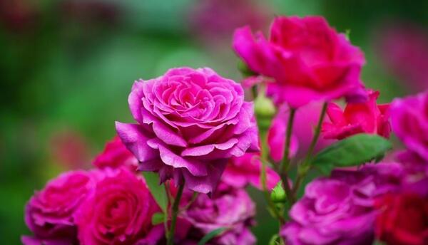 عکس گل های رز خوشگل و زیبا