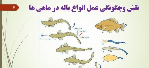 عکس ماهی در کتاب علوم نهم