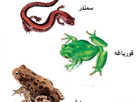 عکس ماهی در کتاب علوم نهم