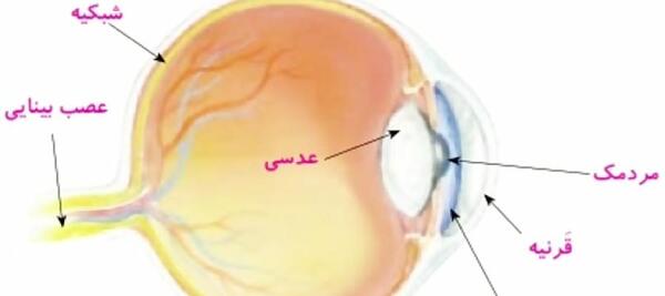 عکس چشم کتاب علوم پنجم
