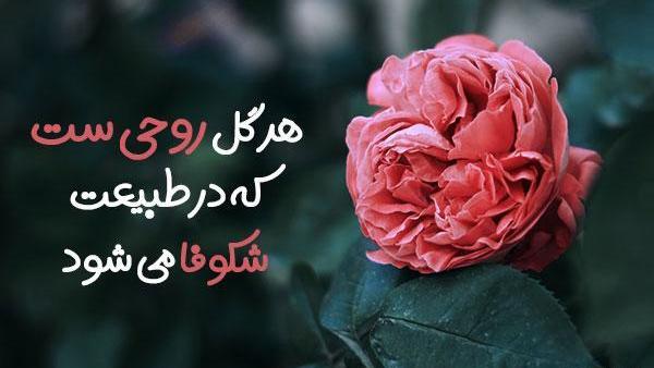 عکس گل با نوشته های زیبا