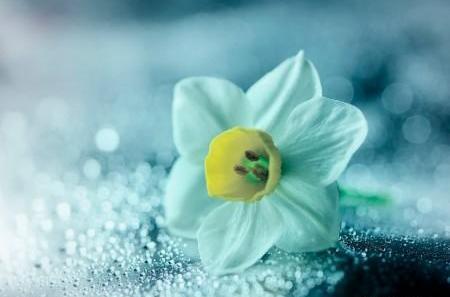 عکس گل های نرگس زیبا