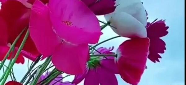 عکس گلهای متحرک بسیار زیبا