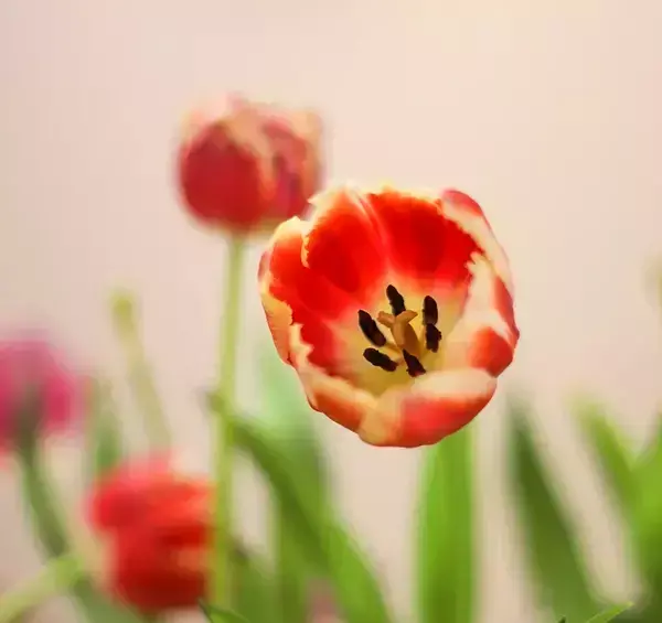 عکس گل های لاله زیبا