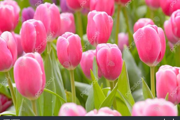 عکس گل های لاله زیبا