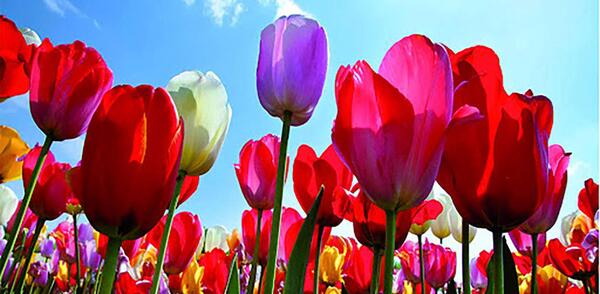 عکس گل های لاله زیبا