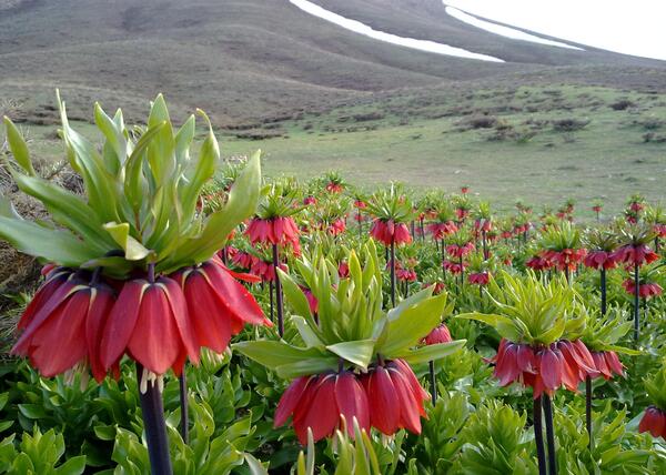 عکس گل های لاله زیبا
