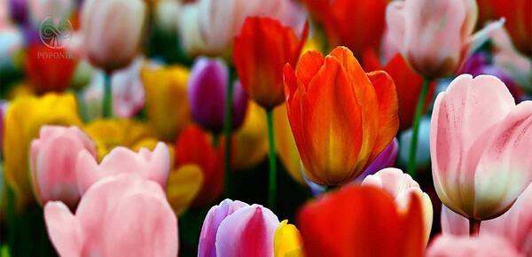 عکس گل های لاله زیبا