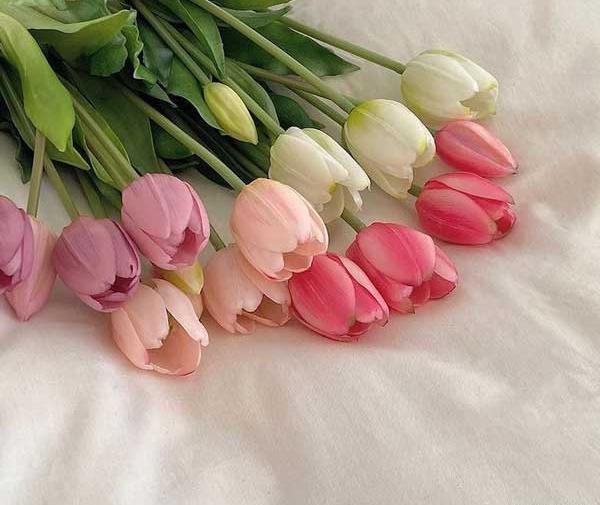 عکس گل های لاله زیبا