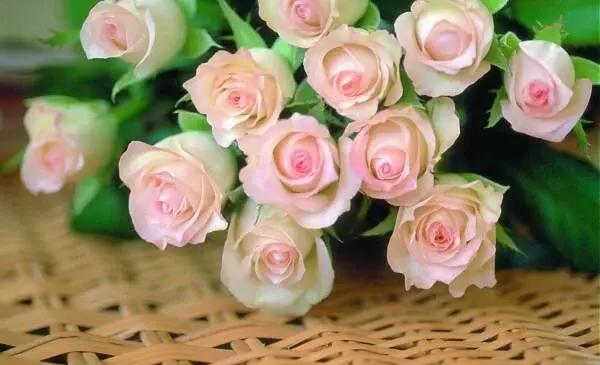 عکس گل زیباترین گل های جهان