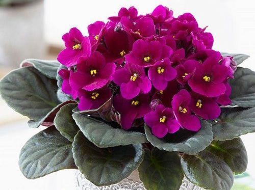 عکس گل زیباترین گل های جهان