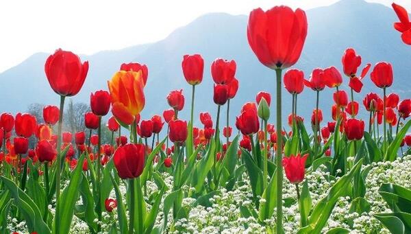عکس گل زیباترین گل های جهان