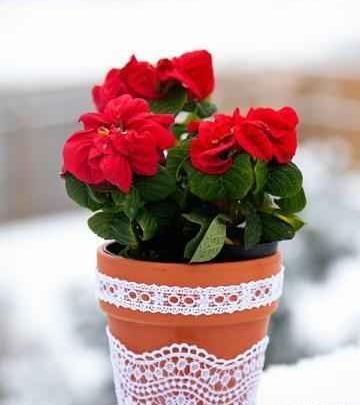 عکس گلدان با گل های زیبا