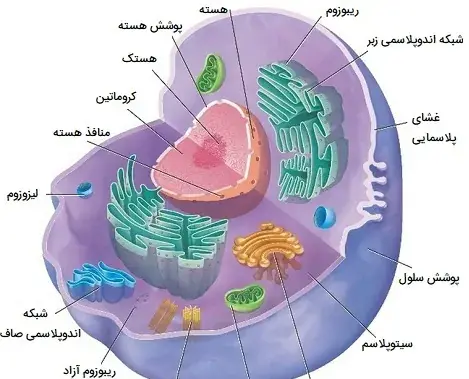 عکس سلول کتاب علوم چهارم