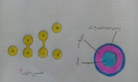 عکس سلول کتاب علوم چهارم