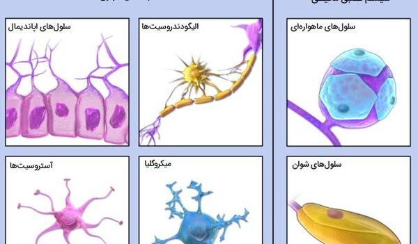 عکس سلول کتاب علوم چهارم