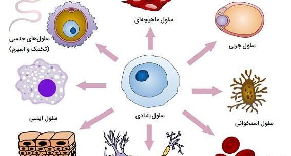 عکس سلول کتاب علوم چهارم