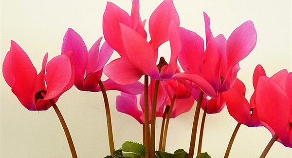عکس های گل های قشنگ زیبا