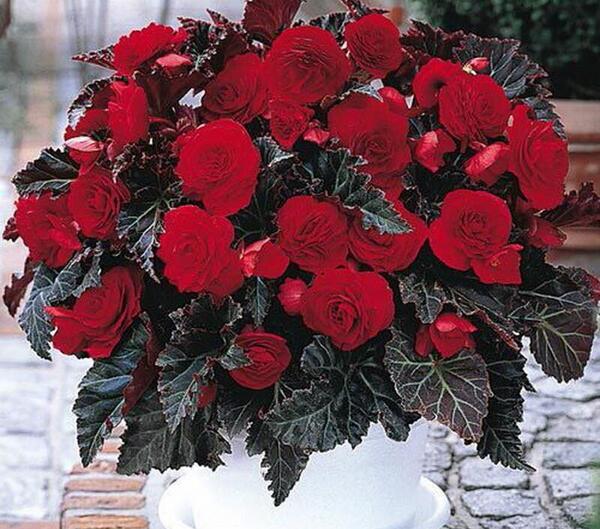 عکس گل های قرمز زیبا