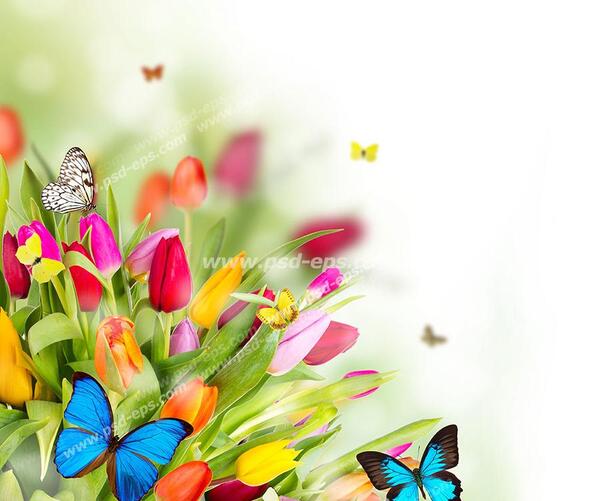 عکس گلهای زیبا فانتزی