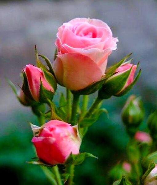 عکس های گل های زیبا و عاشقانه