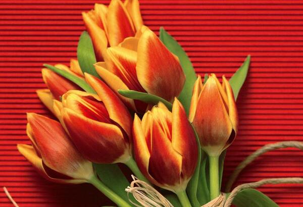 عکس های گل های زیبا و عاشقانه