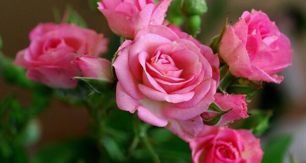 عکس های گل های زیبا و عاشقانه