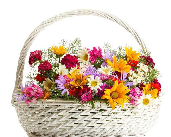 عکس گل گل های زیبا