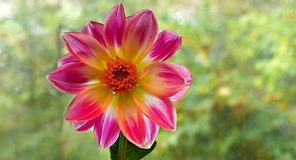 عکس گل گل های زیبا