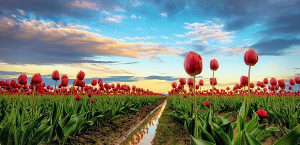 عکس تصاویر گل های زیبای طبیعت