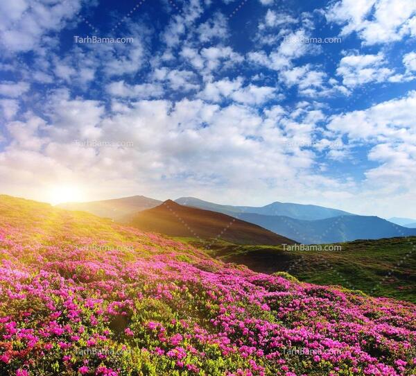 عکس تصاویر گل های زیبای طبیعت