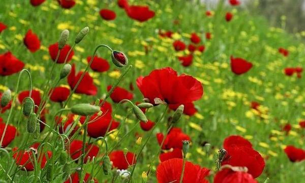 عکس تصاویر از گلهای زیبای طبیعت