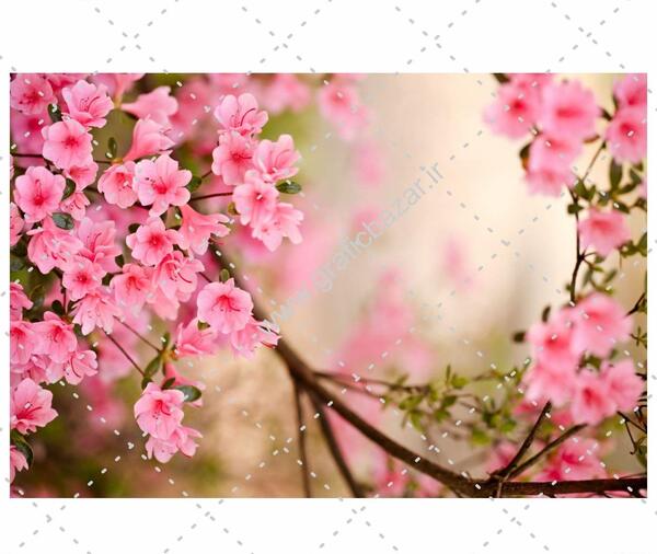 دانلود عکس گل های زیبا برای پس زمینه