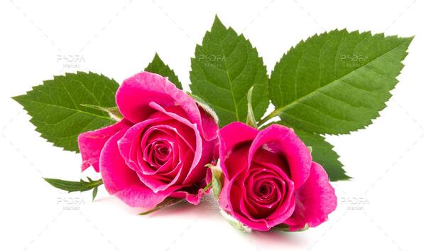 دانلود عکس گل های زیبا برای پاورپوینت