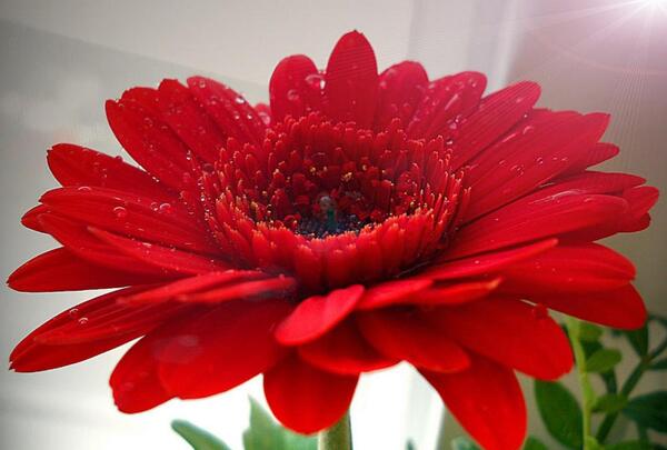 دانلود عکس گل های زیبا برای پاورپوینت