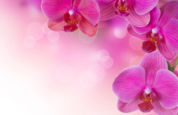 دانلود عکس گل های زیبا برای پاورپوینت