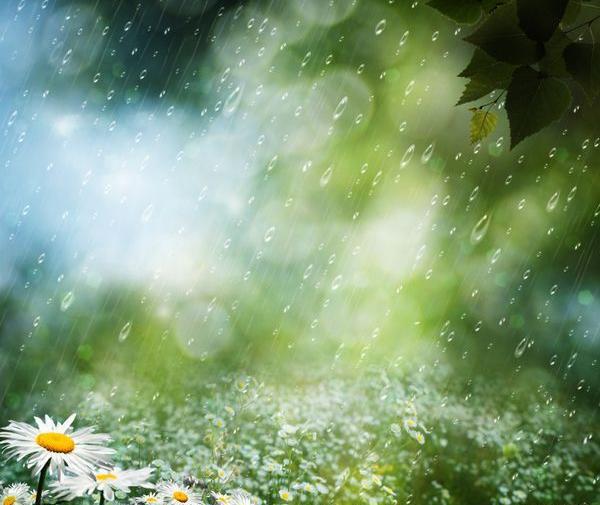 عکس گل های زیبا زیر باران